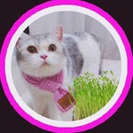 CUTE CAT’S DIARY🌻 - @lansambb - Instagram