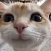 tớ là người Mông 🫛 - @lang.shin4 - TikTok