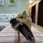Thằn Lằn - Facebook