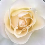 Lana Abrams - @lrabrams - Instagram