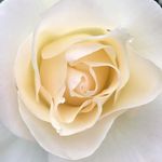 Lana Abrams - @lanaraeabrams58 - Instagram