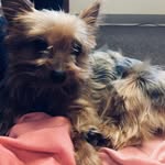 Lana_barfield🐶 - @lanabarefield - Instagram