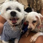Barto & Lana 🐶🐶 - @barto_lana - Instagram