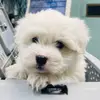 Beau - @beau_of_solanabeach - TikTok