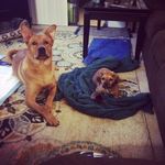 Lana and Chauncey Bean - @lanabean12 - Instagram
