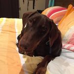 Lana Bean - @lanabeandoberman - Instagram