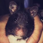 Lana Bean - @lana.the.hamster - Instagram