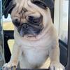 lana bean - @happyfarmpug - TikTok