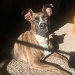 Lana.bean - @lana.bean.pitmix - Instagram