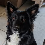 Lana Boder collie - @lana.bodercollie - Instagram