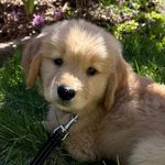 Lana del Bacon Boucher - @lanagirlthegolden - Instagram