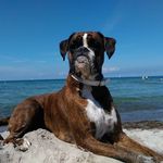 𝙇𝙖𝙣𝙖 | 𝘽𝙤𝙭𝙚𝙧𝙙𝙤𝙜 - @lana_the_boxer - Instagram