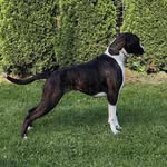 Lanabox Nemecký Boxer - @lanabox_nemecky_boxer - Instagram