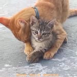 @simba.lana.rafike.bruce - @simba_elana - Instagram