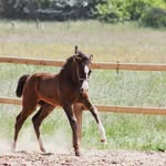 Lana Eccles - @lana_met_de_paarden - Instagram