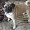 питомник в Темиртау - @swetlanafaust - TikTok
