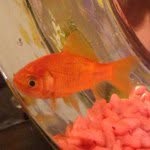 Lana Del Fish - @lana_del_fish - Instagram
