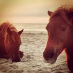 Lana Howe - @herofairysun - Instagram