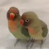 Lalanasbs - @lalanamarsh - TikTok