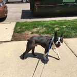 Lana Marsh - @adventuresoflanaandtucker - Instagram