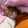 MARSHMALLOW - @lana_marshmallow_vlogs - TikTok