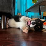 Lana the Corgi (La-la) - @lanamaynard.adventuresof - Instagram