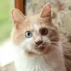 nicholas_lana - @nicholas_lana - TikTok