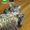 Lana Pollard - @lana.pollard - TikTok