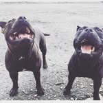 Lana y ringo - @lanayringog - Instagram