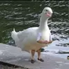 lana ross - @lana.ross9 - TikTok