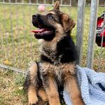 Lana - @schaeferhund.lana - Instagram