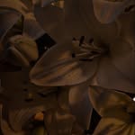 Lana Sinclair - @lanalooks09 - Instagram