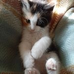 Котик💗 - @lana_small.kitten - Instagram