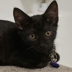 Lana "Small Cat" Quay - @lanasmallcat - Instagram