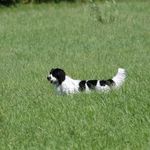 Lana - @lana_english_springer_spaniel - Instagram
