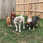 Lana St-Clair - @rdek_riverside_dog_empire - Instagram
