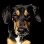 Lana Prince - @lanatotherescue - Instagram