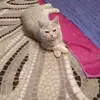lana_van - @lana_van - TikTok