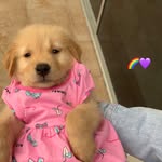 Lana Violeta - @lanavioleta_thegoldenpuppy - Instagram