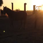 Lana Weeks - @heartland_and_horse_lovet - Instagram