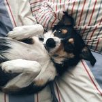 Lana the Welsh Collie - @lanawillwalkagain - Instagram