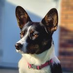 Lana Welsh Corgi Cardigan - @lana.welshcorgi - Instagram