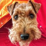 Lana Welsh Terrier - @lanawelshterrier - Instagram