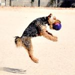 Lana Welsh Terrier 😍 - @terrier.run - Instagram