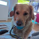 Lana Wright - @lana_golden.retriever - Instagram