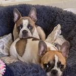 Lance Charles Abbott - @adventuresofhugoandstella - Instagram