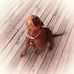Lance Alcock - Facebook