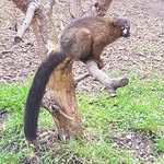 Lance Allcock - @brassneck3 - Instagram