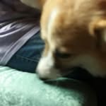 chubby bunny - @lanceangg - Instagram