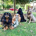 Lance, Angus, Ryder & Adele - @all_the_spaniels - Instagram